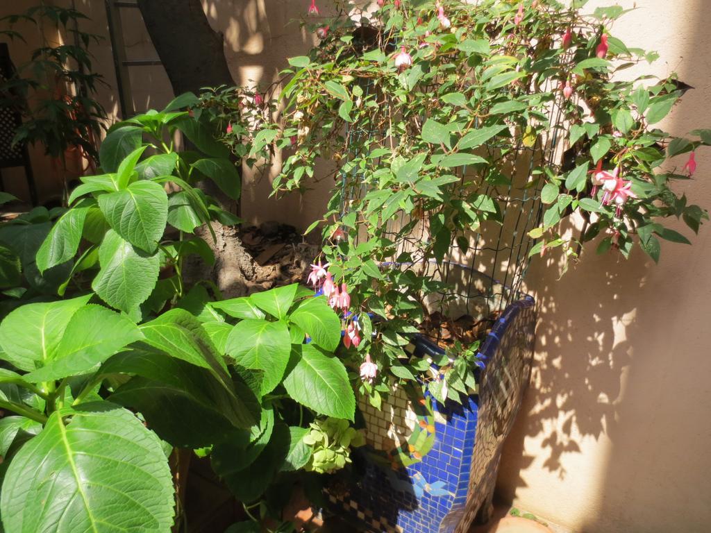 1900 B&B טראסה מראה חיצוני תמונה